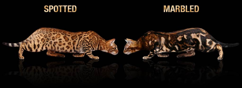 所有圖片 © 2018 Laurent Jaccard – Bengalcats.co