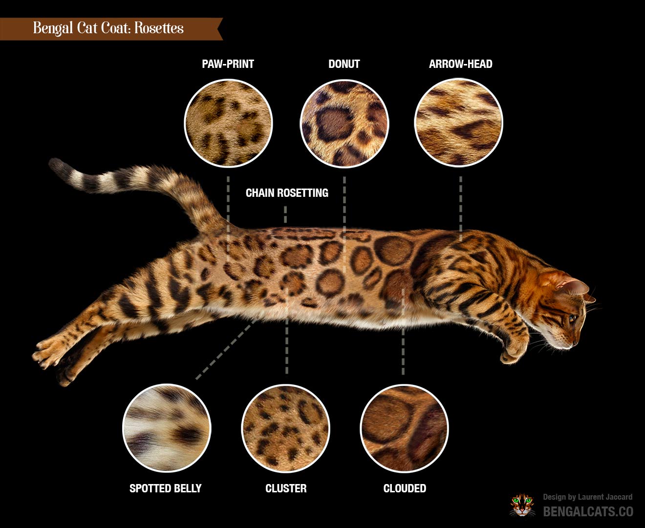 所有圖片 © 2018 Laurent Jaccard – Bengalcats.co