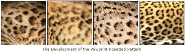 爪印玫瑰花結(Paw-print rosettes)
