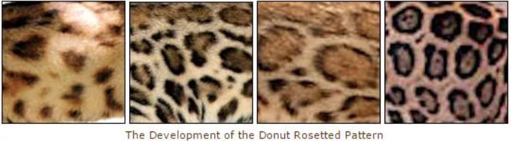 甜甜圈玫瑰紋(Donut rosetting)